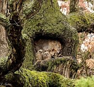 Image result for Nest in Tree