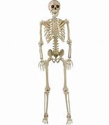 Image result for Poseable Skeleton