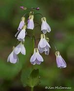 Image result for Ohio Spring Flowers