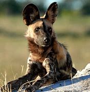 Image result for Canidae