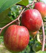 Image result for Kashmiri Apple Ber Plant