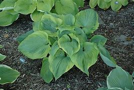 Image result for Hosta Sum Of All