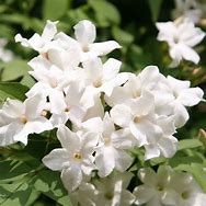 Image result for Common Jasmine Plant