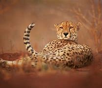 Image result for Cheetah Habitat