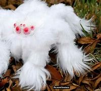 Image result for Albino Spider
