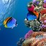 Image result for Marine Life Clear Pics