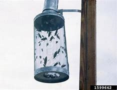 Image result for Insect Trap Kepik Hitam