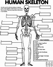 Image result for Printable Human Skeleton Chart