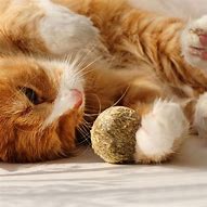 Image result for Catnip Ball Stick On Wall