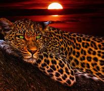 Image result for Cool Leopard Wallpaper