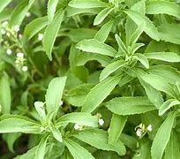 Image result for Stevia Flower