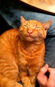 Image result for Japanese Cat Smiling