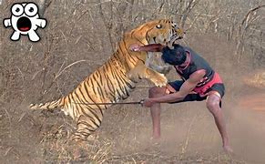 Image result for Human vs Tiger