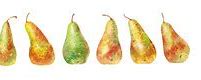 Yellow Pears 的图像结果