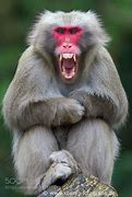 Image result for Angry Monkey Pic