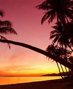 Image result for Palm Tree Sunset Pictures
