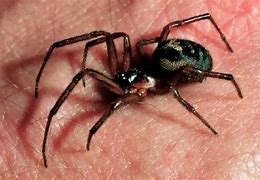 Image result for False Widow Spider UK