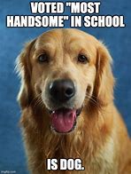 Image result for School Dog Meme