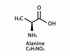 Image result for alanina
