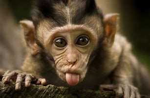 Image result for Funny Monkey Jokes