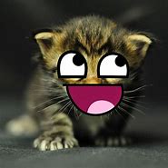 Image result for Epic Face Cat