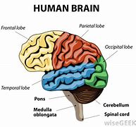 Image result for Memory Part of Brain