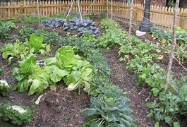 Image result for Personal Gardening