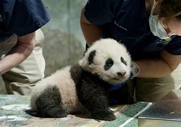 Image result for San Francisco Zoo to receive pandas from China