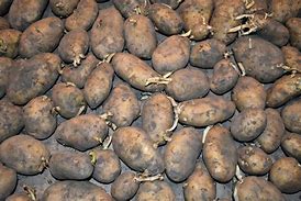 Image result for Non-GMO Potatoes