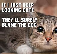 Image result for Eww Dogs Cat Meme