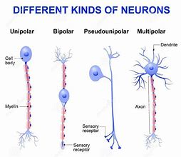 Image result for Types of Nerve Cells in the Brain