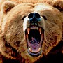 Image result for Mauled by Grizzly Bear