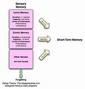 Image result for Iconic Memory Psychology