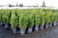 Image result for Thuja occidentalis Degroots Spire