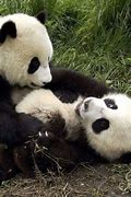 Image result for Panda Bear Cubs Playing