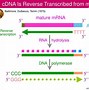 Image result for Introns and Exons in Transcription