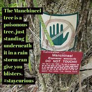 Image result for Manchineel Tree Blisters