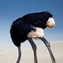 Image result for Binden Ostrich Head in Sand