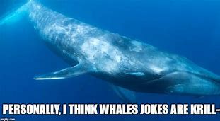 Image result for Animal Joke Memes