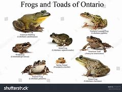 Image result for Frog and Toad White Background