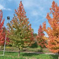 Image result for Liquidambar styraciflua Stella