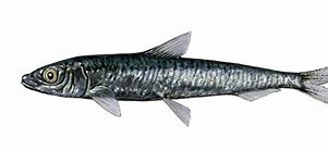 Image result for Sprat Fish Blue