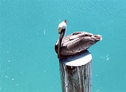 Image result for Pelican Ram-X
