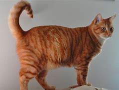 Image result for Full Body Cat 1000 Pixels