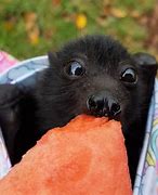 Image result for Bats Eating Fruit