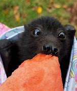 Image result for Baby Bat Feeding