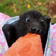 Image result for Baby Fruit Bat