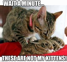 Image result for Kittens or Bunnies How Well Do You Know Me Meme