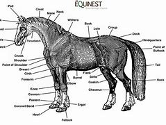 Image result for Ancient Horse Anatomony