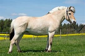Image result for Old Breeds of Horses
